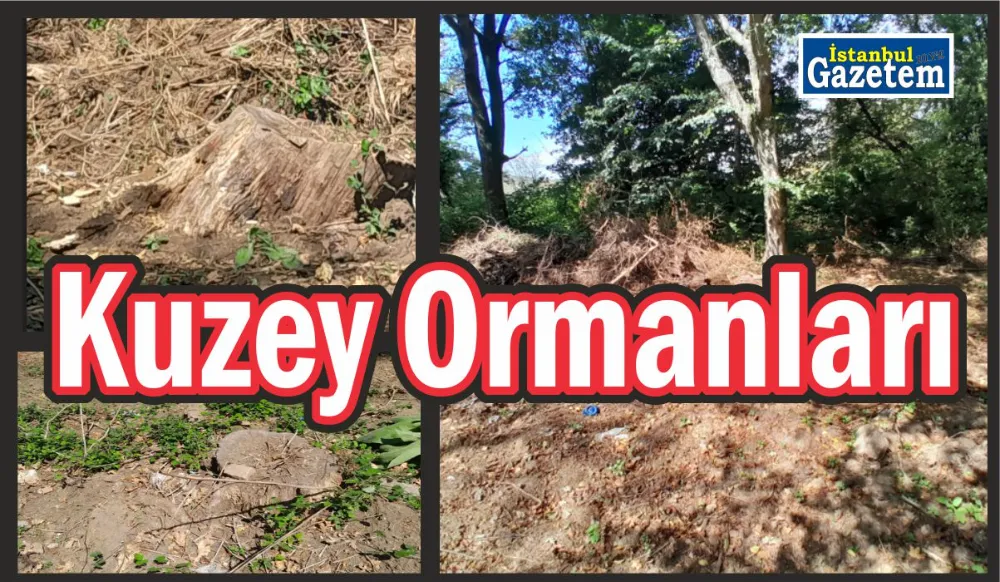 Kuzey Ormanları