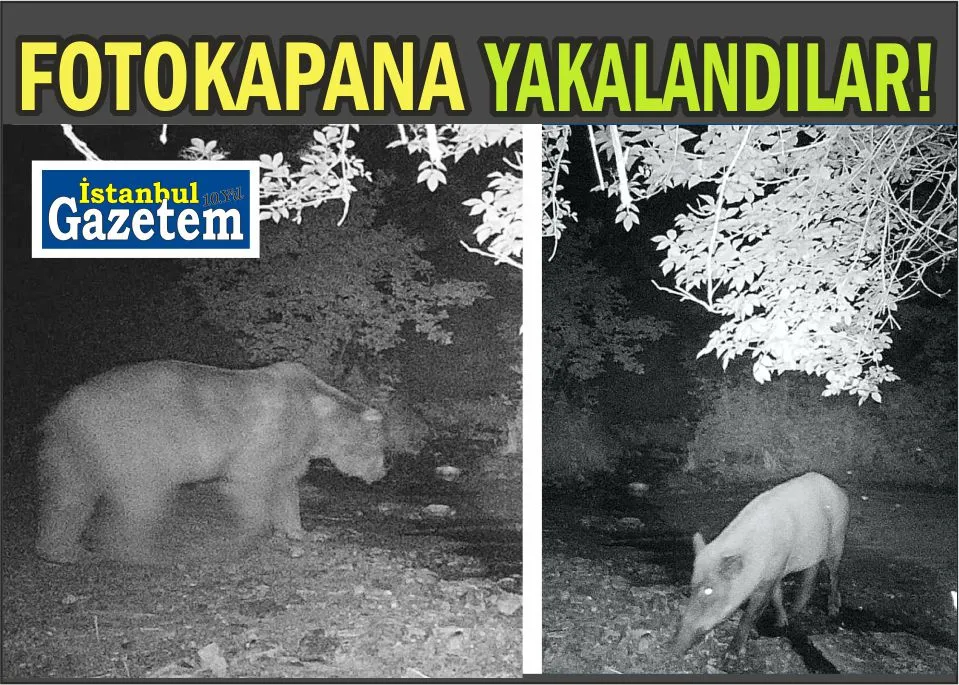 Fotokapana yakalananlar yüzleri güldürdü