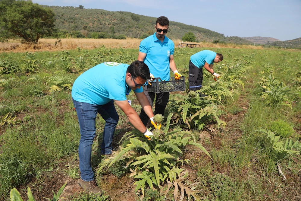 Bodrum Belediyesi, Tarımsal kalkınma çalışmaları